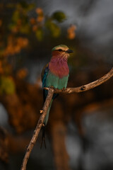 Lilac-breasted roller with catchlight on gnarled branch