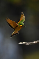 Little bee-eater about to land on bough