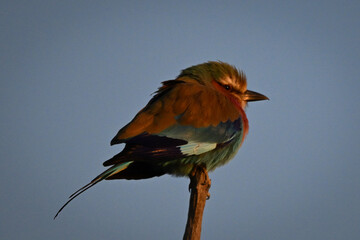 Lilac-breasted roller with catchlight hunches on branch