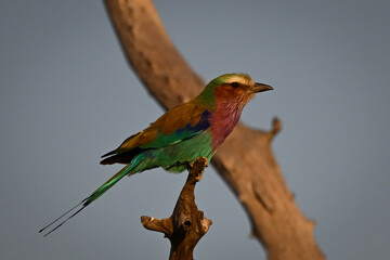 Lilac-breasted roller with catchlight on dead stump