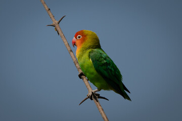 Lilian lovebird in profile on thin branch