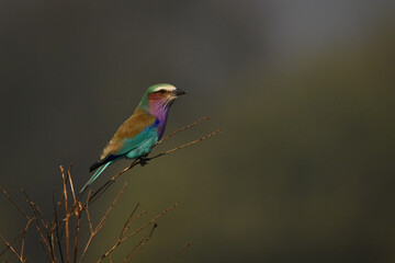 Lilac-breasted roller with catchlight on thin branches