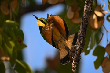 Little bee-eater corkscrews in mid-air taking off
