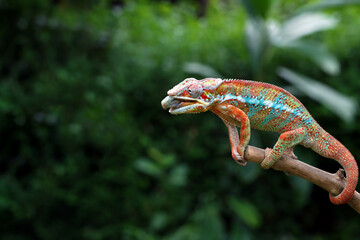 Beautiful of panther chameleon catches prey with its tongue, Chameleon panther on wood, chameleon...