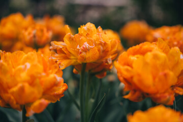 Vibrant spring tulips bloom in a garden showcasing bright orange petals