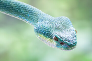 Blue viper snake closeup head, viper snake ready to attack, Blue insularis snake, Closeup head snake, Indonesian viper snakes