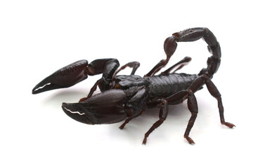 Emporer Scorpion (Pandinus imperator). Emporer Scorpions are from West Africa. They live and thrive in hot, humid regions. Not aggressive. Sting hurts, but venom is generally harmless. A lot of people