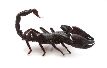 Asian giant forest scorpion (Heterometrus laoticus) isolated on white background