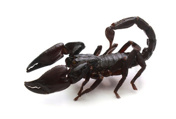Emporer Scorpion (Pandinus imperator). Emporer Scorpions are from West Africa. They live and thrive in hot, humid regions. Not aggressive. Sting hurts, but venom is generally harmless. A lot of people