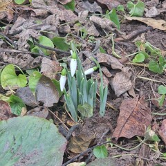 snowdrops