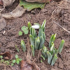 snowdrops 