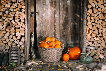 Cozy country scene with orange pumpkins in a wicker garden basket near old wooden barn door on a...