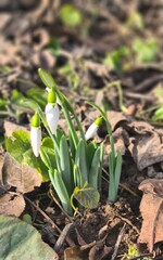 snowdrops 