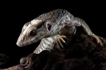 Savannah monitor (Varanus exanthematicus) closeup on isolated background, Savannah monitor closeup...