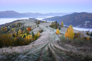 Country road curves through autumn hills with yellow and orange trees at sunrise. Carpathian...
