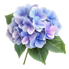 Beautiful hydrangea flower with soft blue and purple hues on a Transparent background, cute  hydrangea flower isolated