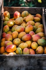 ripe mango in wooden box top view