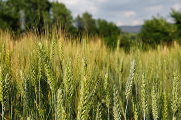 Fototapeta premium Wheat field in the early stages of ripening against a backdrop of a landscape in Catalonia, Spain. European Union wheat.