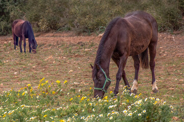 Two beautiful brown horses grazing in a field of flowers
