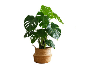 Obraz premium Monstera plant pot with path line tree purifying tree, vase, wood, flower, flowers, rainy season, room, hotel, interior, beautiful, fresh, tree, wooden, floral 