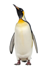 Fototapeta premium Emperor Penguin Full Body Portrait, Realistic Studio Shot on White. for wildlife education, nature magazines, posters