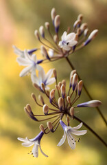 Białe kwiaty - Agapant afrykański. © mycatherina