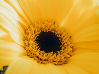 close up of yellow daisy flower