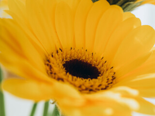 yellow daisy gerbera