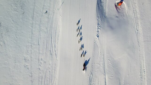 Dog sledding competitor racing across winter landscape, aerial top down