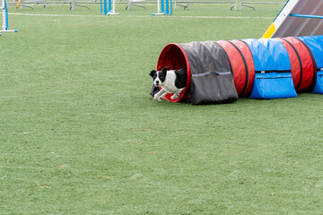 Border collie skillfully navigating agility tunnel during a training session outdoors