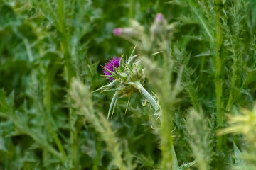 Beautiful blooming thistle with vibrant purple flower surrounded by lush green foliage in nature