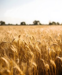 Wheat harvesting action in golden fields agriculture content rural environment scenic viewpoint nature concept