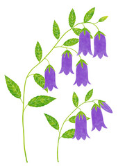 水彩風のホタルブクロ