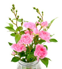 Beautiful pink roses.