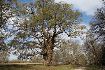 Large ancient oak tree with new spring leaves in open woodland under a blue sky