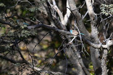 Cordon bleu perché dans un arbre