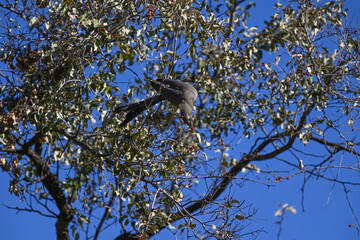 Touraco concolore en train de manger des baies perché sur un arbre