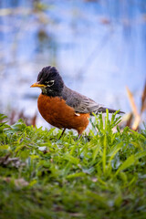 american robin in the grass with a body of water in the background