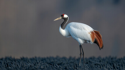 Obraz premium Red-crowned Crane standing on textured dark surface with white plumage and vibrant red-orange feathers
