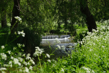 Small waterfall and calm stream in lush forest with white wildflowers and dense greenery