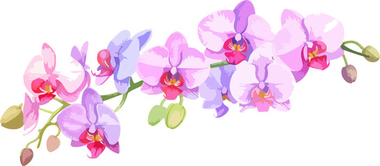 White background with light pink orchid flowers