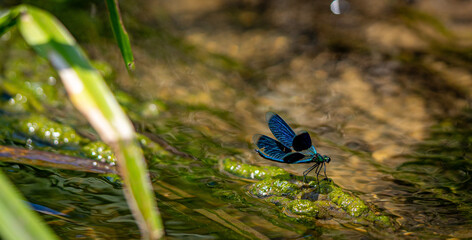 A blue dragonfly on the grass on a green blurred background. Macro photography. A background with...