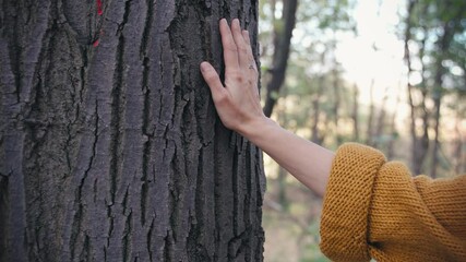 A close-up of a woman's hand touching softly a tree trunk illustrates the concept of environment and nature protection in people's lifestyles.