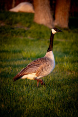 canada goose on the grass