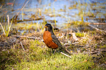 american robin in the marsh