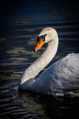 mute swan on the water detailed portrait