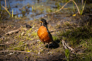american robin standing up during golden hour in the wetlands