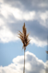 reed with a partly cloudy summer sky in the background