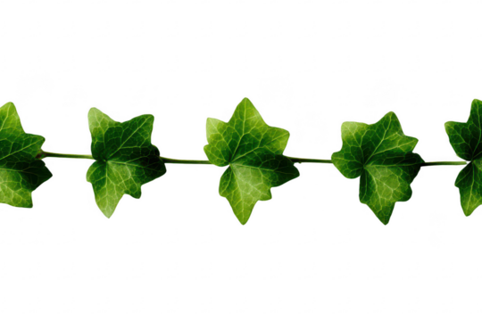 Ivy Leaves Horizontal Row