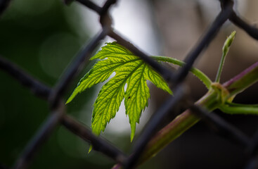 a green vine leaf caught on a fence. .